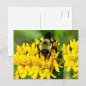 Bij op een vlinderonkruid bloem briefkaart (Voorkant / Achterkant)