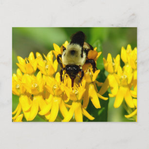 Bij op een vlinderonkruid bloem briefkaart