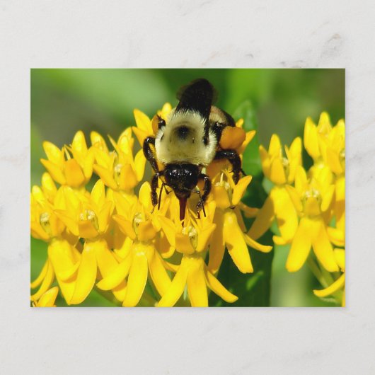 Bij op een vlinderonkruid bloem briefkaart (Voorkant)