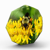 Bij op een vlinderonkruid bloem fotoblokken (Links)