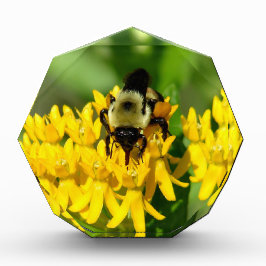 Bij op een vlinderonkruid bloem fotoblokken