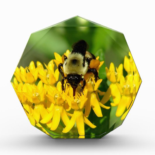 Bij op een vlinderonkruid bloem fotoblokken (Voorkant)
