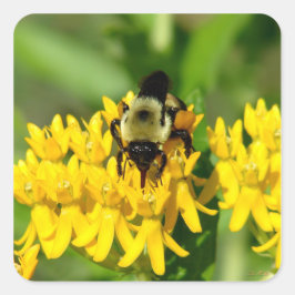 Bij op een vlinderonkruid bloem vierkante sticker