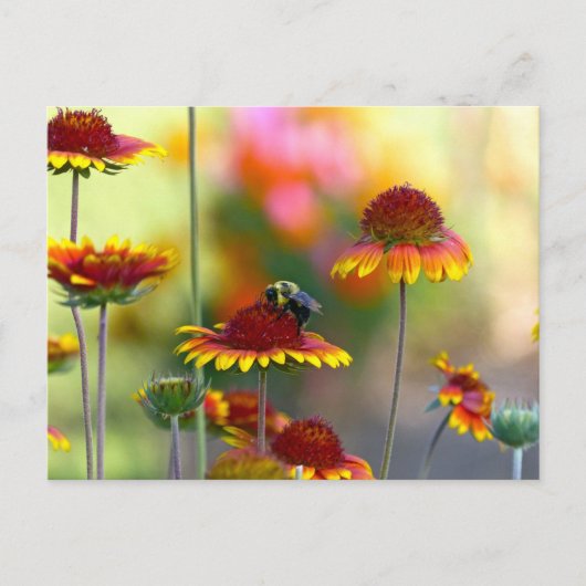 Bij op Gaillardia Briefkaart (Voorkant)