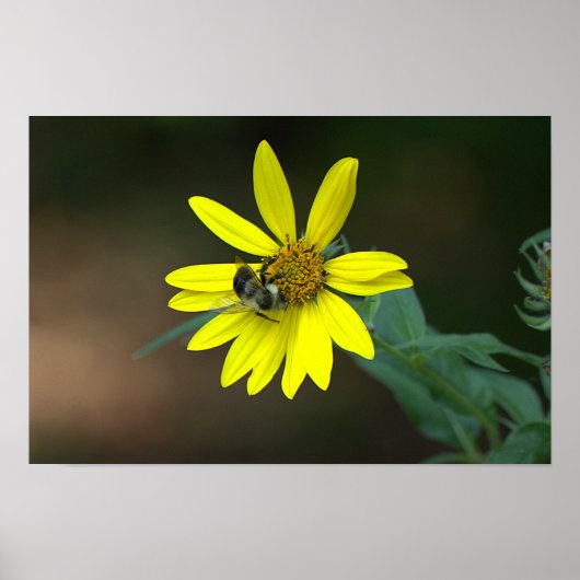 Bij op Geel Wilde Bloem Poster (Voorkant)