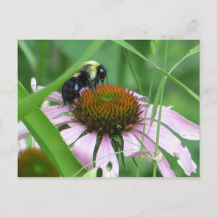 Bij op Kegel Bloem Briefkaart