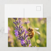 Bij op Lavendel Briefkaart (Voorkant / Achterkant)