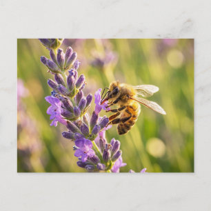 Bij op Lavendel Briefkaart