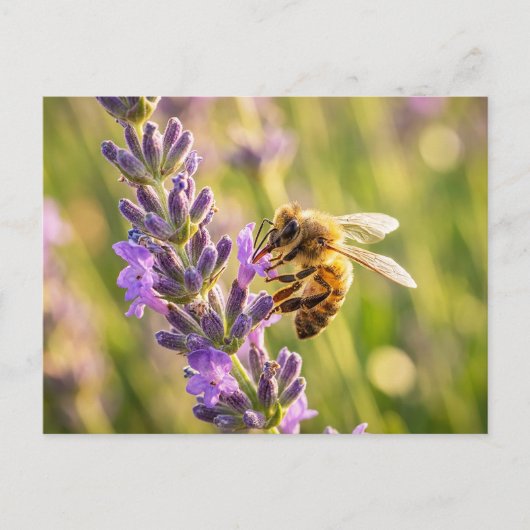 Bij op Lavendel Briefkaart (Voorkant)