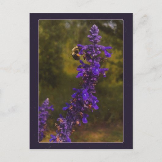 bij op lavendel briefkaart (Voorkant)