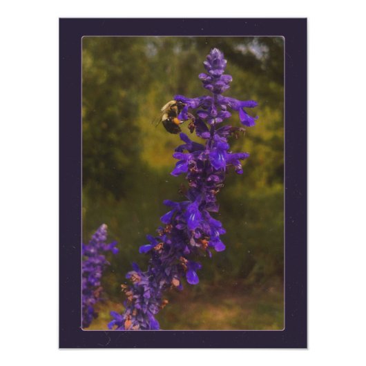 bij op lavendel foto afdruk (Voorkant)