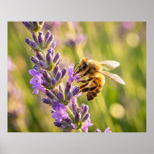 Bij op Lavendel Poster