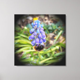 Bij op Muscari Armeniacum, druifhyacint Canvas Afdruk