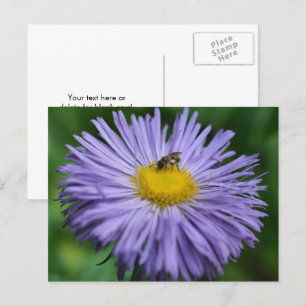 Bij op paarse margriet bloem fotografie briefkaart