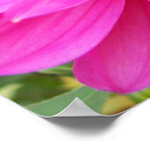 Bij op Roze Dahlia Bloem Fotografisch Poster (Hoek)