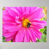 Bij op Roze Dahlia Bloem Fotografisch Poster (Voorkant)