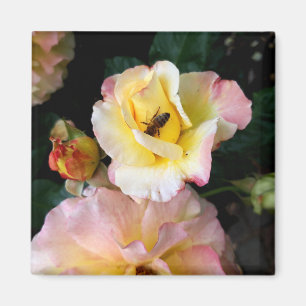 Bij op roze gele rozen bloemen magneet