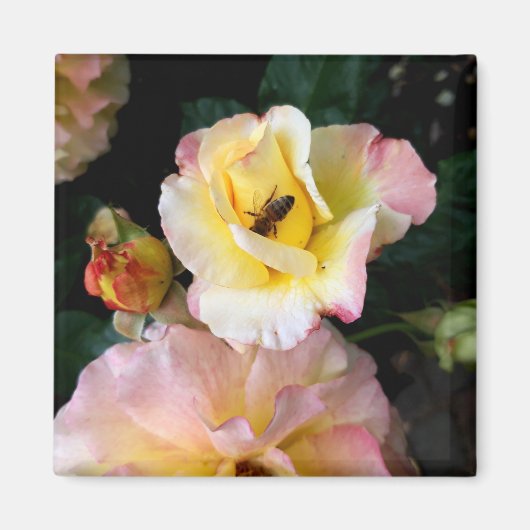 Bij op roze gele rozen bloemen magneet (Voorkant)