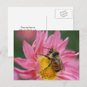 Bij op roze margriet bloem fotografie briefkaart