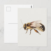 Bij van blad met studies van negen insecten briefkaart (Voorkant / Achterkant)