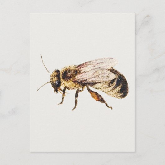 Bij van blad met studies van negen insecten briefkaart (Voorkant)
