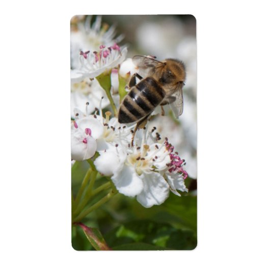 Bij verzamelt pollen etiket (Voorkant)