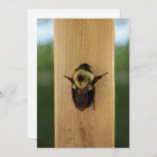 Bij-Zilla Kaart (Voorkant / Achterkant)