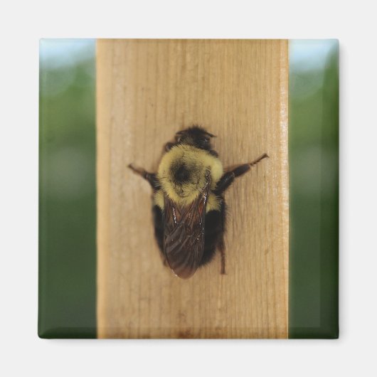 Bij-Zilla Magneet (Voorkant)