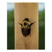 Bij-Zilla Perfect Poster (Voorkant)