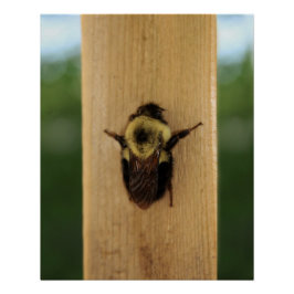 Bij-Zilla Perfect Poster