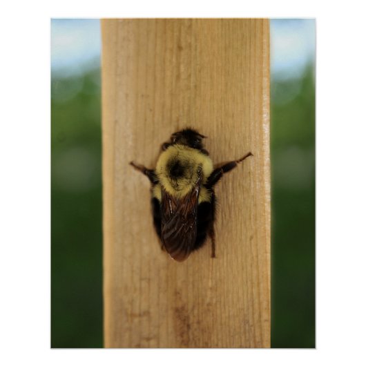 Bij-Zilla Perfect Poster (Voorkant)