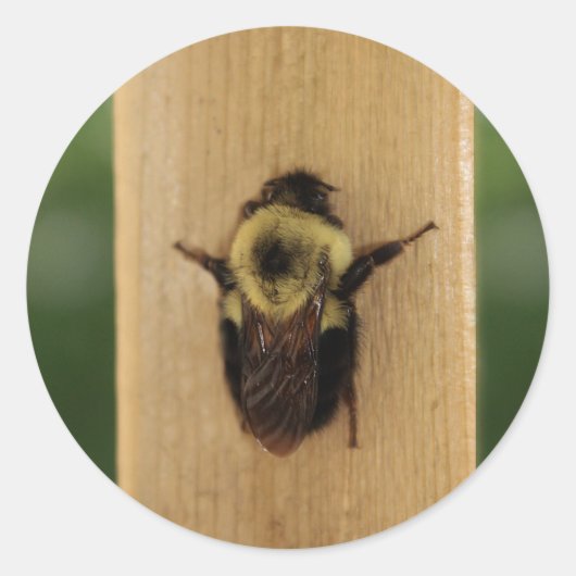 Bij-Zilla Ronde Sticker (Voorkant)