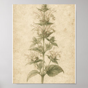 Bijbalm Bloem Botanische Kunst Poster