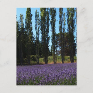 Bijbellenbeustelkaart voor lavender-veld Verse-bem Kaart
