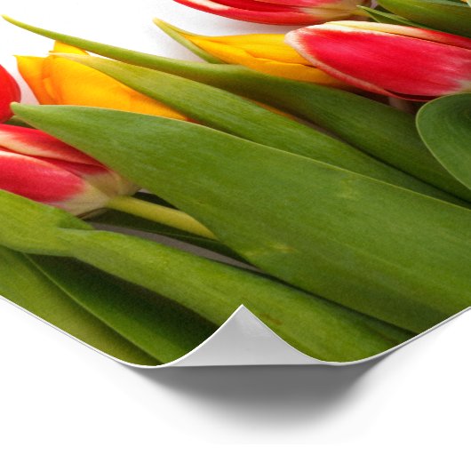 Bijbelscriptaseremmers 1: 7 kleurrijke Tulpen Poster (Hoek)