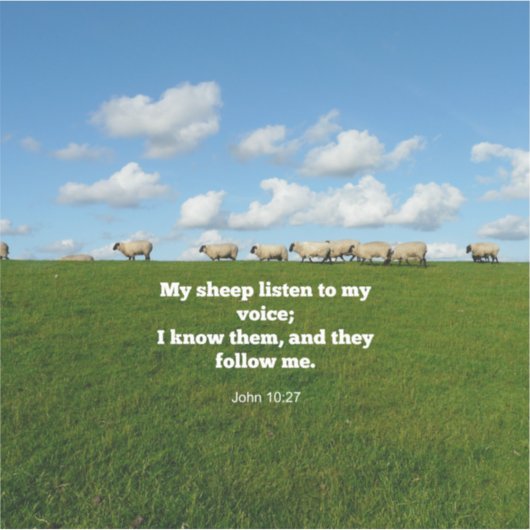 Bijbelvers, John 10:27, schapen Sticker (Voorkant)