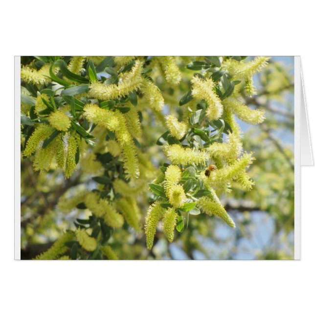 Bijen (Voorkant Horizontaal)