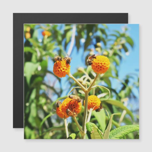 Bijen aan het werk Magnetische Kaart (Voorkant / Achterkant)