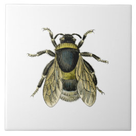 Bijen antiek illustratie tegeltje