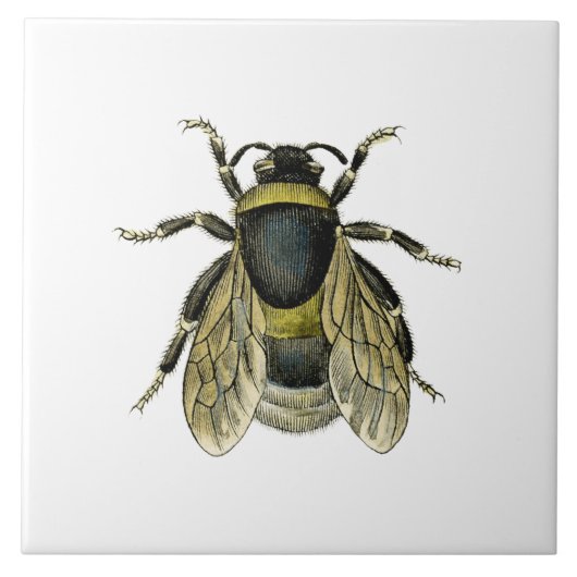 Bijen antiek illustratie tegeltje (Voorkant)