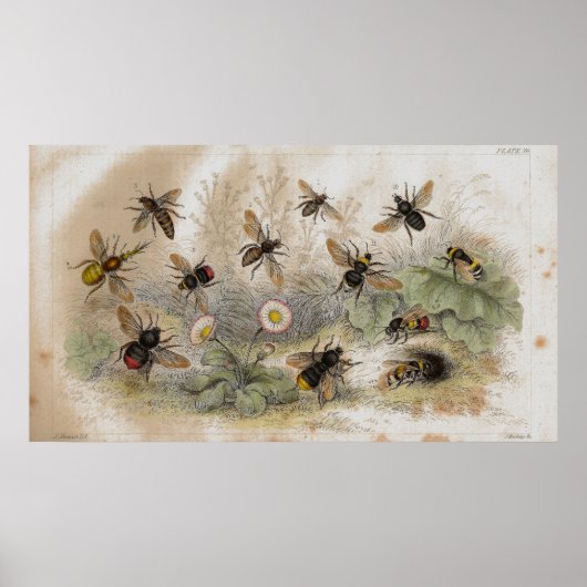 Bijen Antiek lithograafdruk Poster (Voorkant)