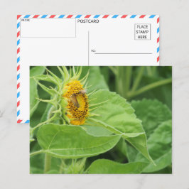 Bijen bestuiven zonnebloem briefkaart