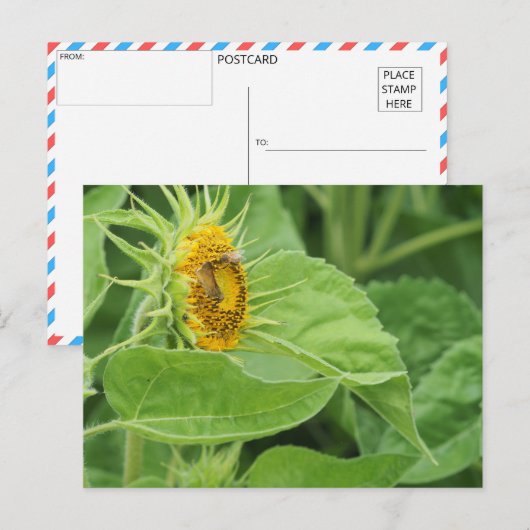 Bijen bestuiven zonnebloem briefkaart (Voorkant / Achterkant)