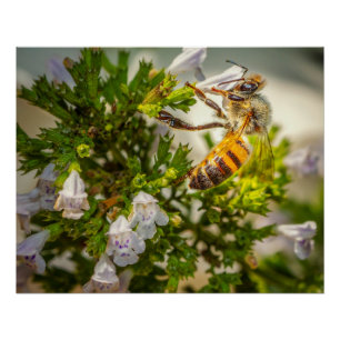 Bijen Bijenbloem Bestuiven Bloemen – Natuur Foto Perfect Poster