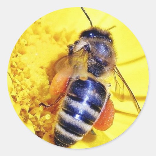 Bijen Bloemen Pollen Ronde Sticker (Voorkant)