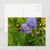 Bijen Briefkaart (Voorkant / Achterkant)