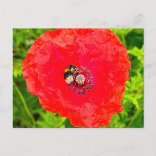 Bijen Briefkaart (Voorkant)