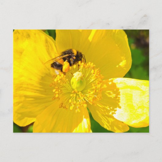 Bijen Briefkaart (Voorkant)