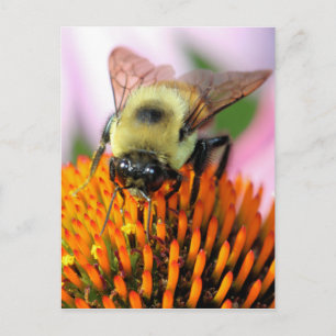 Bijen Briefkaart