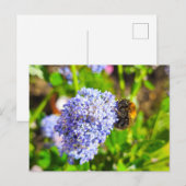 Bijen Briefkaart (Voorkant / Achterkant)